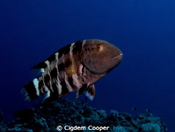 Redbreasted wrasse by Cigdem Cooper 